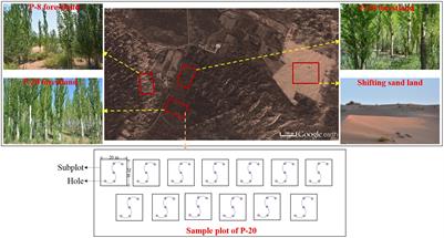 Soil Inorganic Carbon Sequestration Following Afforestation Is Probably Induced by Pedogenic Carbonate Formation in Northwest China